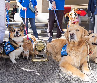 Guide dogs