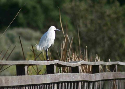Egret on fence looking over Newport Back Bay