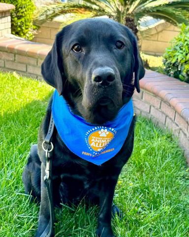 Black labrador dog looking up at camera