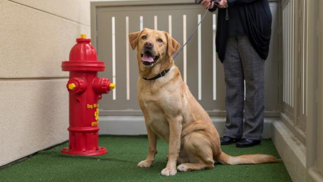 Dog enjoying animal relief area.