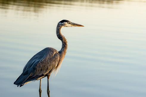 Twilight Heron (Photography, 2017)