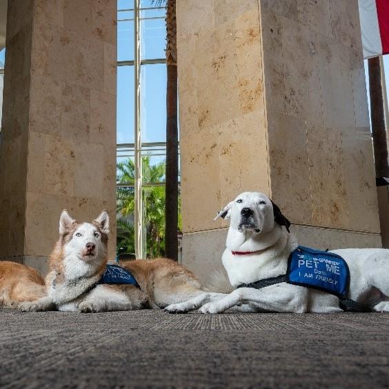 Trained therapy dogs at John Wayne Airport