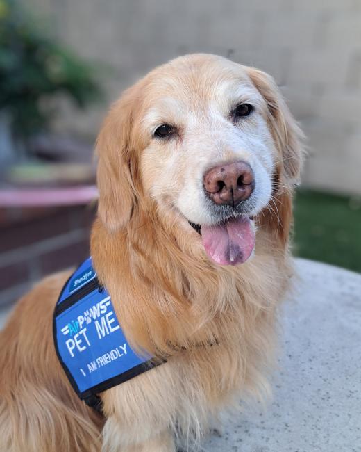 small golden retriever